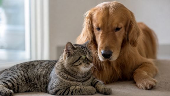 Les signes précoces d’un trouble neurologique chez le chien et le chat