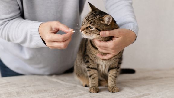 Astuces pour faciliter la prise de médicaments chez le chat sans stress