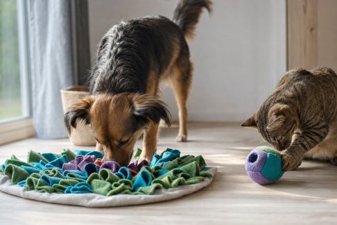 Analyse de tapis d’éveil et jeux olfactifs pour chiens et chats