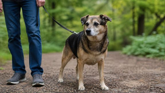 Comment adapter l’activité physique en cas de maladie chronique chez l’animal