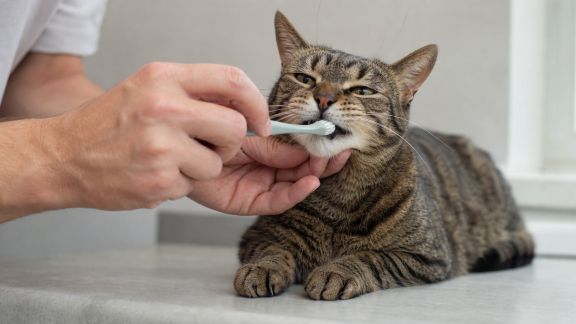 Le brossage des dents chez le chat : pourquoi et comment s’y prendre ?