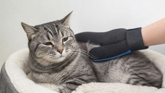 Laver sans eau : techniques de nettoyage à sec pour animaux réticents
