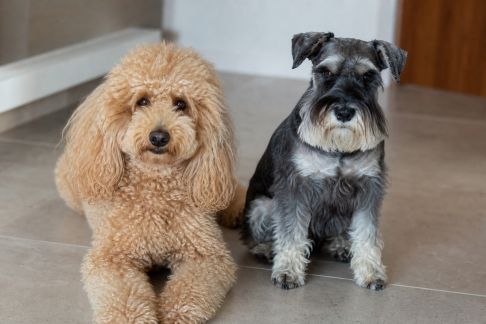 Les chiens hypoallergéniques : quelles races pour les personnes allergiques ?