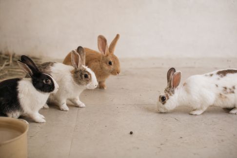 Astuces pour faciliter l’intégration d’un nouveau lapin dans un groupe