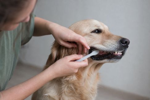 Nettoyer les dents de son chien : techniques et produits recommandés