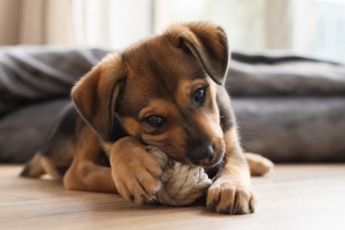 L’importance du jeu pour le développement du chiot : idées adaptées à chaque âge