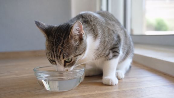 Reconnaître et prévenir la déshydratation chez le chat en période de chaleur