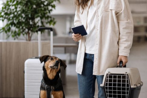 Voyager à l’étranger avec son chien : formalités et précautions à connaître