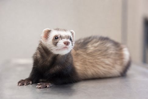Tout savoir sur la stérilisation chez les furets : avantages et précautions