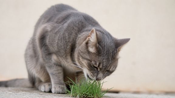 Pourquoi mon chat mange de l’herbe ? Explications et impacts sur sa santé