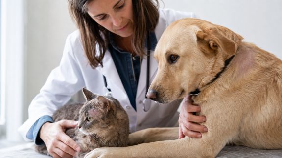 Comment repérer les troubles hormonaux chez les animaux domestiques
