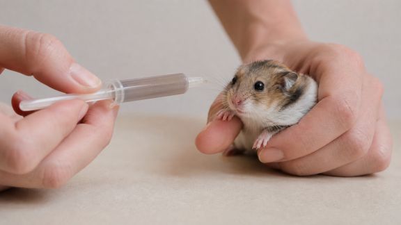 Astuces pour faciliter l’administration de médicaments chez les petits rongeurs
