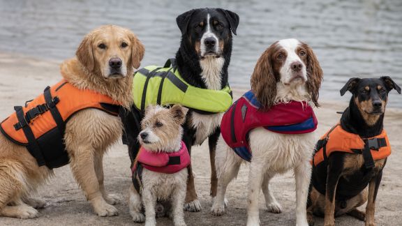Comparatif de gilets de sauvetage pour chiens : sécurité en bord de mer ou piscine