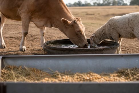 Alimentation en été : ajuster la ration de vos animaux face à la chaleur