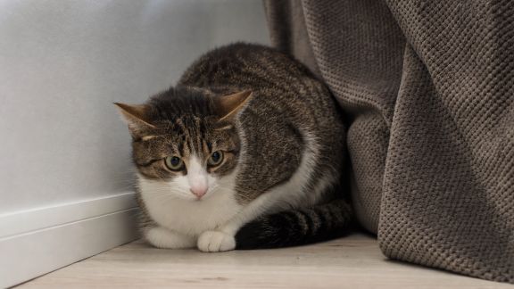 La sensibilité aux bruits chez le chat : repérer les signes et l'aider à se sentir en sécurité