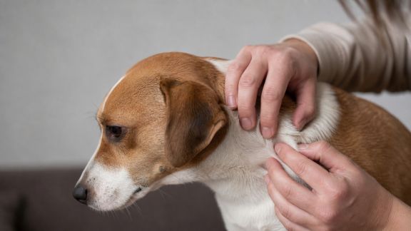 Comment détecter et prévenir les parasites chez le chien : puces, tiques et vers