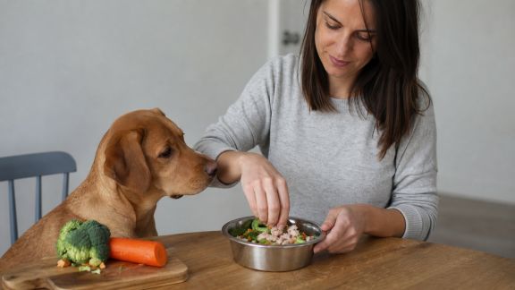 Comment adapter l’alimentation de son animal lors d’un voyage