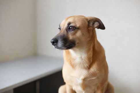 Les vaccins essentiels pour protéger son chien au fil des saisons