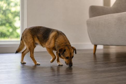 Aider son animal à s’adapter à un nouvel environnement