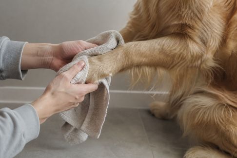Quels gestes adopter pour une hygiène des pattes après promenade