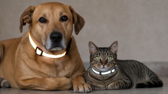 Colliers lumineux et réfléchissants : sécurité de nuit pour chiens et chats