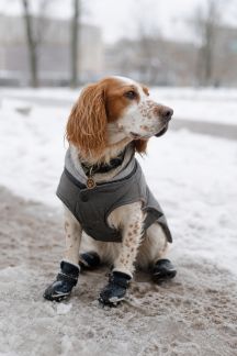Garder son animal propre lors des sorties en hiver : protections simples et utiles