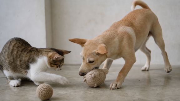 L’impact du jeu sur le comportement des chats et chiens