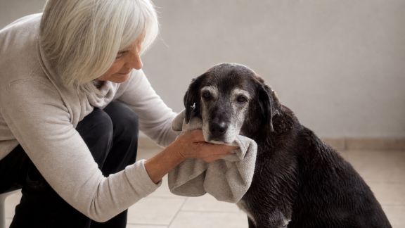 Les bons réflexes hygiéniques pour accompagner un animal âgé