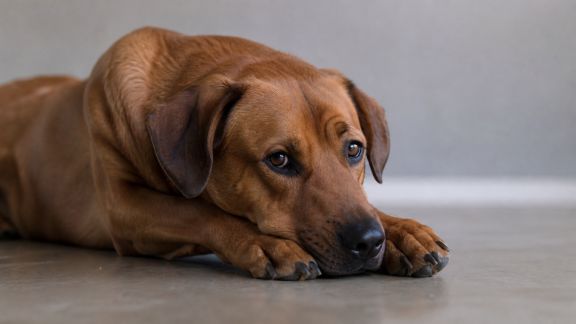 Reconnaître et gérer l’ennui chez le chien pour éviter les comportements indésirables