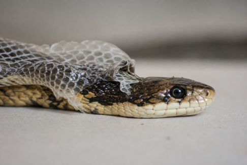 Comprendre la mue chez les serpents et bien accompagner son reptile