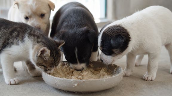 Initiation à l’alimentation enrichie pour l’éveil des jeunes animaux
