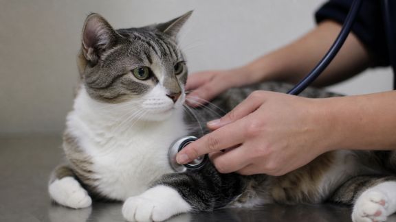Comprendre les troubles cardiaques chez les animaux domestiques