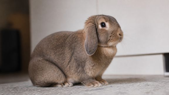 Comprendre le langage corporel du lapin domestique au quotidien