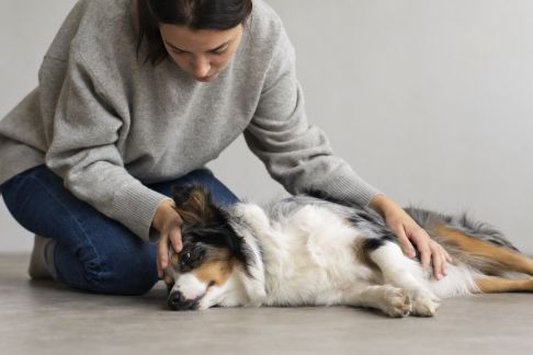 Les gestes à adopter face à une crise d’épilepsie chez son animal