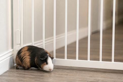 Comment éviter la fugue chez les petits animaux de compagnie