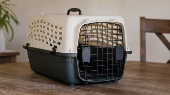 Comment choisir une cage de transport pour NAC : critères essentiels