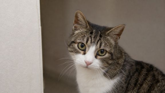 La communication par le regard chez les chats : ce que révèlent leurs yeux
