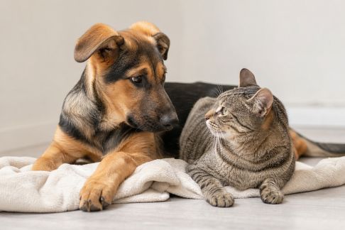 Éviter la possessivité chez le chien ou le chat : conseils pratiques