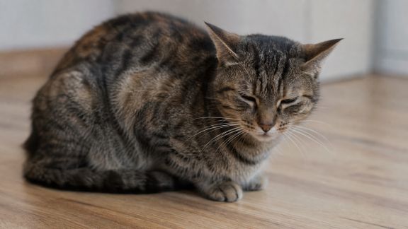 Les signaux de douleur chez le chat : savoir les détecter pour agir rapidement