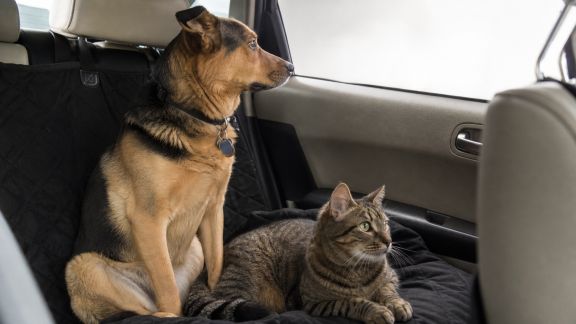 Quels risques pour la santé de votre animal lors des voyages ?