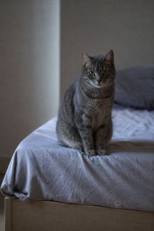 Gérer les miaulements nocturnes chez le chat : conseils pratiques