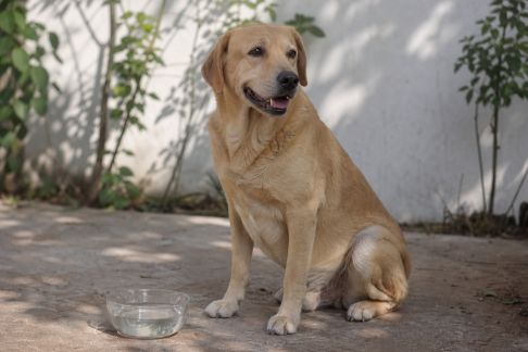 Chien et chaleur estivale : comment protéger son compagnon des coups de chaud
