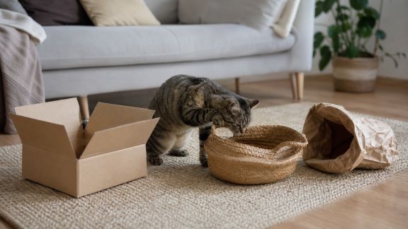 Organiser un environnement enrichi pour stimuler la curiosité de son chat