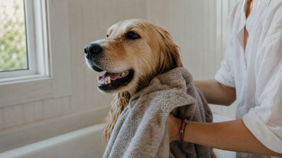 Les meilleures serviettes ultra-absorbantes pour sécher votre animal après le bain