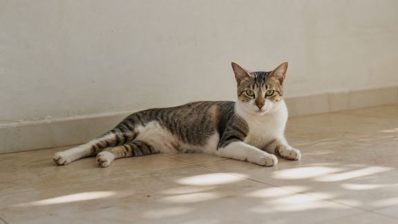 Le chat et la chaleur : prévenir les coups de chaud en été