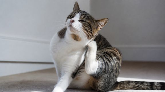 Les parasites du chat : comment les repérer et protéger votre compagnon