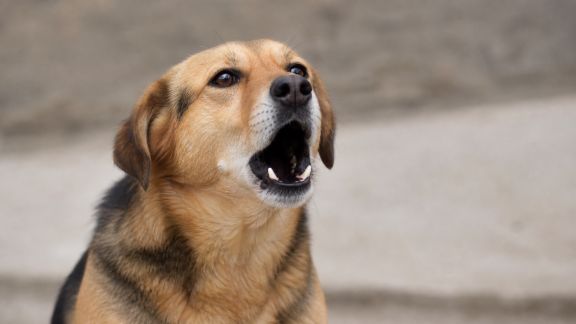 La communication vocale chez le chien : décryptage des sons et de leurs significations