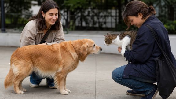 Créer une application locale pour connecter les propriétaires d’animaux