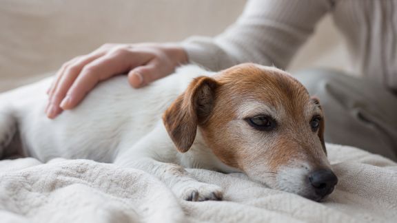 Bien gérer la convalescence après une opération vétérinaire