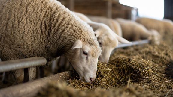 Tout savoir sur l’alimentation des animaux en période de reproduction